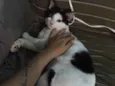 TOM