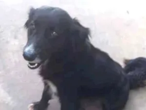 Cachorro raça SRD idade 2 a 6 meses nome Pretinha