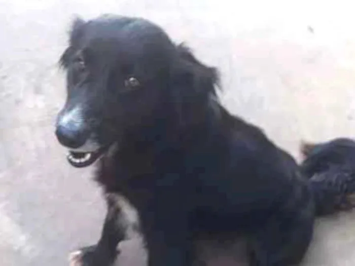 Cachorro ra a SRD idade 2 a 6 meses nome Pretinha