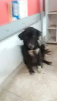 Pretinha