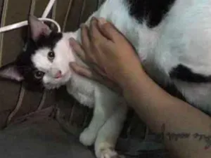 Gato raça SRD idade 1 ano nome TOM