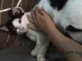 TOM