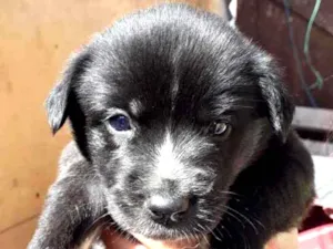 Cachorro raça SRD idade Abaixo de 2 meses nome sem nome
