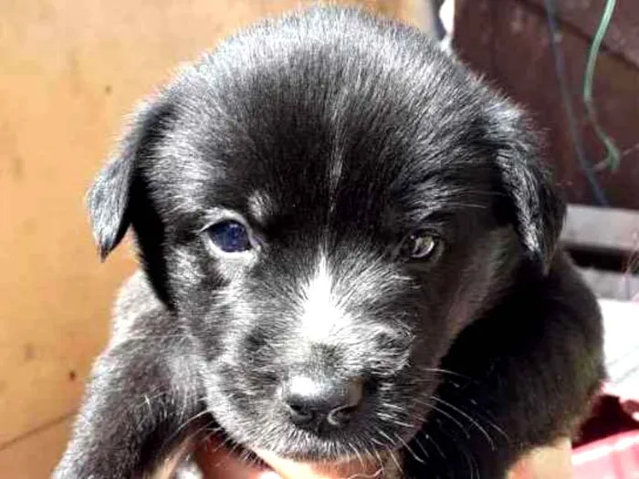 Cachorro ra a SRD idade Abaixo de 2 meses nome sem nome