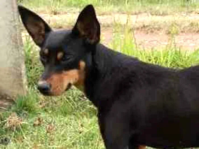 Cachorro raça pinscher misturado idade 7 a 11 meses nome Maya