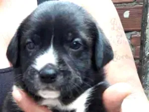 Cachorro raça SRD idade Abaixo de 2 meses nome sem nome