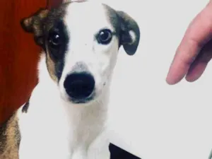 Cachorro raça SRD idade 1 ano nome Théo