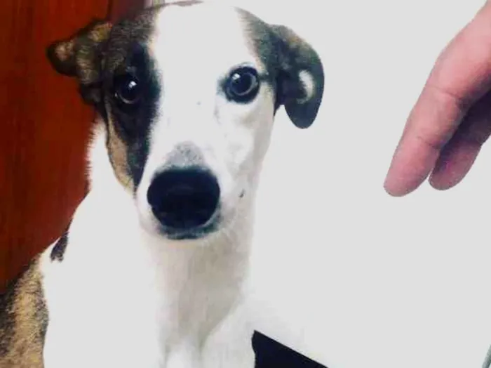 Cachorro ra a SRD idade 1 ano nome Théo