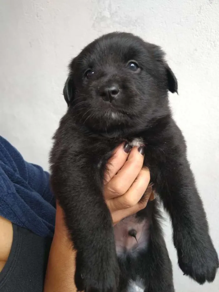 Cachorro ra a Poodle com vira lata idade Abaixo de 2 meses nome Não sei
