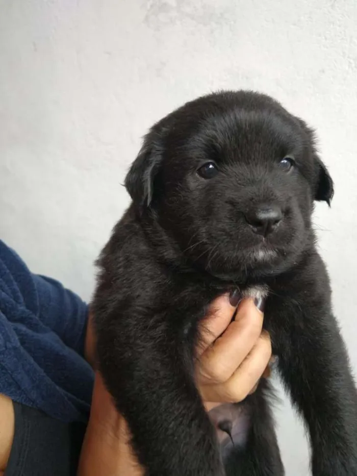 Cachorro ra a Poodle com vira lata idade Abaixo de 2 meses nome Não sei