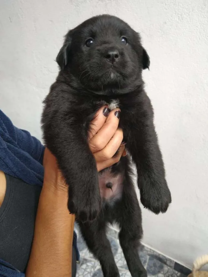 Cachorro ra a Poodle com vira lata idade Abaixo de 2 meses nome Não sei