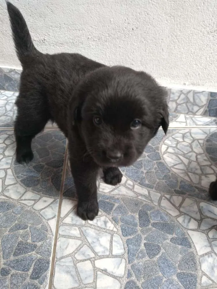 Cachorro ra a Poodle com vira lata idade Abaixo de 2 meses nome Não sei