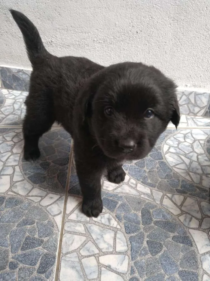 Cachorro ra a Poodle com vira lata idade Abaixo de 2 meses nome Não sei