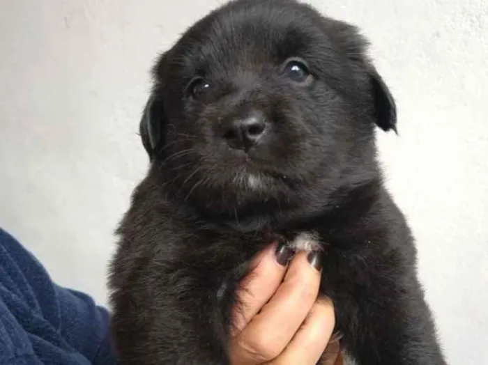 Cachorro ra a Poodle com vira lata idade Abaixo de 2 meses nome Não sei