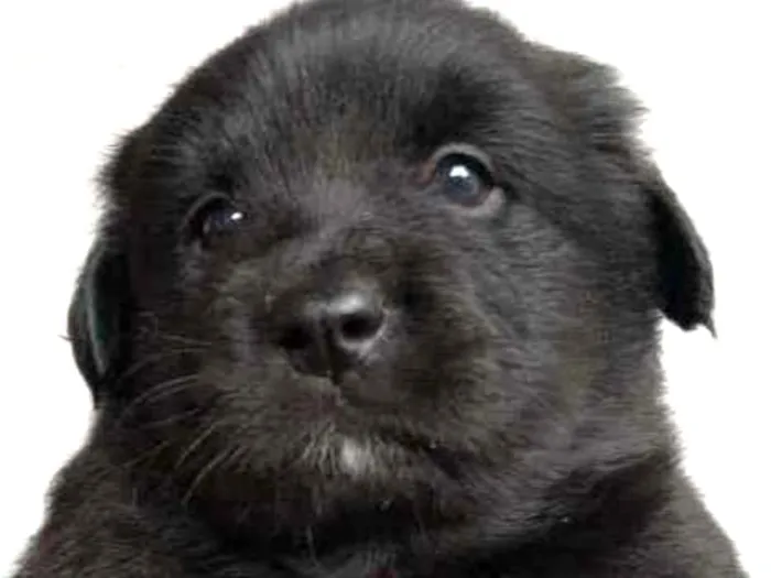 Cachorro ra a Poodle com vira lata idade Abaixo de 2 meses nome Não sei
