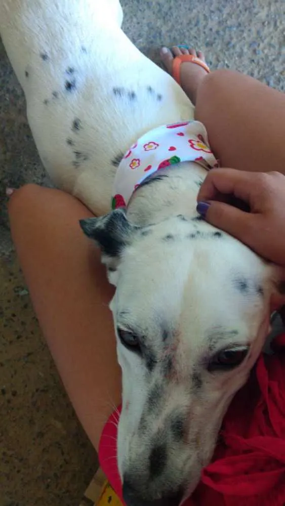 Cachorro raça Viralata com dalmata idade 1 ano nome Princesa