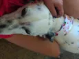 Princesa