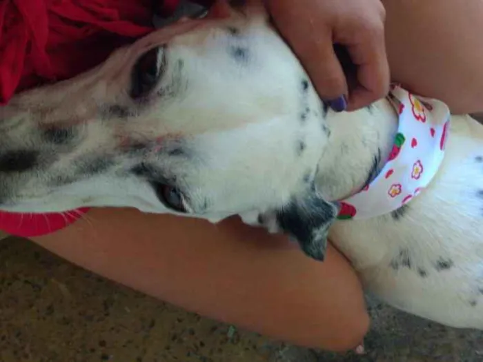 Cachorro raça Viralata com dalmata idade 1 ano nome Princesa