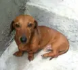 Pingo 