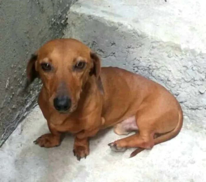 Cachorro ra a Daschund  idade 4 anos nome Pingo 