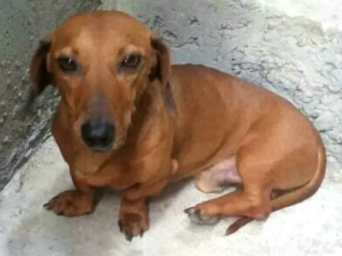 Cachorro ra a Daschund  idade 4 anos nome Pingo 