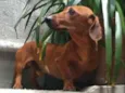 Pingo 