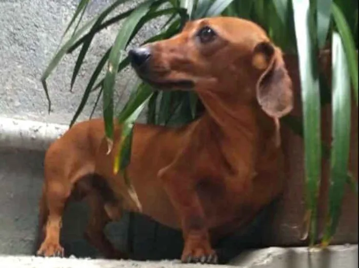 Cachorro ra a Daschund  idade 4 anos nome Pingo 