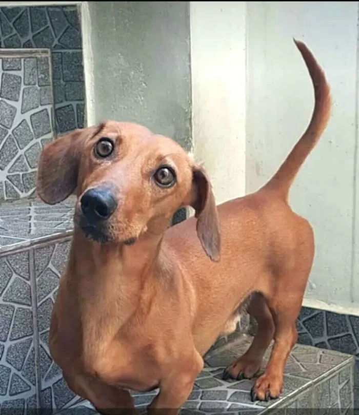 Cachorro ra a Daschund  idade 4 anos nome Pingo 