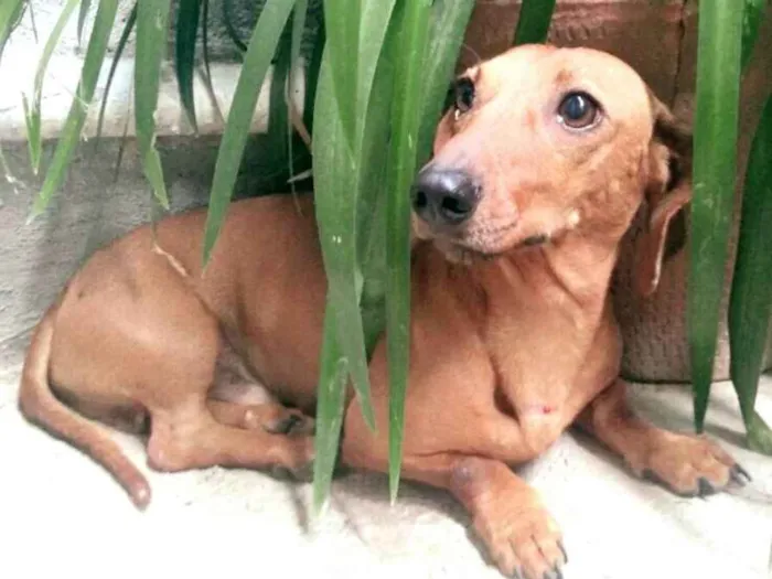 Cachorro ra a Daschund  idade 4 anos nome Pingo 