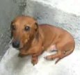 Pingo 