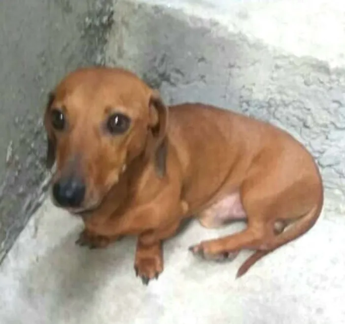Cachorro ra a Daschund  idade 4 anos nome Pingo 