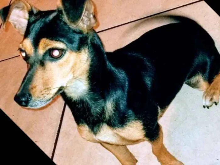 Cachorro ra a Vira lata com Pincher idade 1 ano nome Frida 