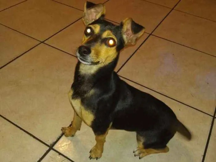 Cachorro ra a Vira lata com Pincher idade 1 ano nome Frida 