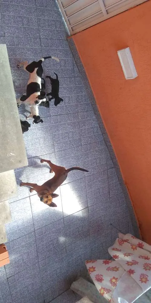 Cachorro raça Não definida idade 2 a 6 meses nome Sem nome