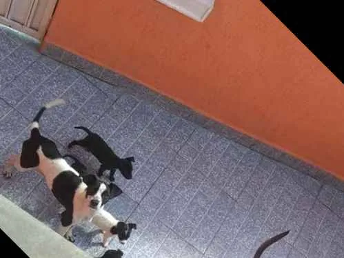 Cachorro raça Não definida idade 2 a 6 meses nome Sem nome