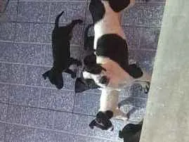 Cachorro raça Não definida idade 2 a 6 meses nome Sem nome