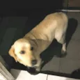 Molly