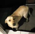 Molly