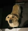 Molly