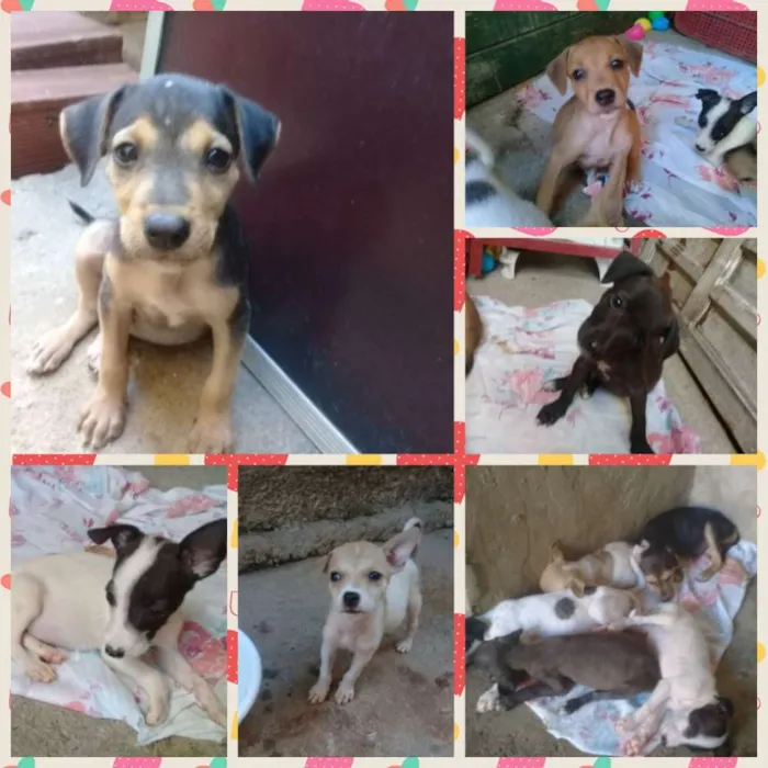 Cachorro raça Vira lata idade 2 a 6 meses nome Sem nomes