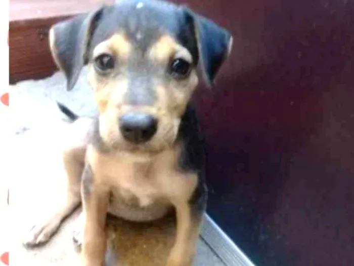 Cachorro raça Vira lata idade 2 a 6 meses nome Sem nomes