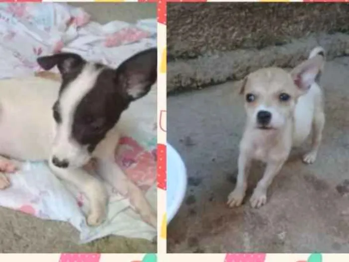 Cachorro raça Vira lata idade 2 a 6 meses nome Sem nomes
