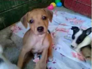 Cachorro raça Vira lata idade 2 a 6 meses nome Sem nomes
