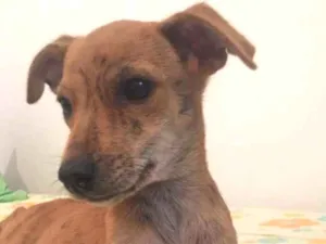 Cachorro raça Vira lata  idade 2 a 6 meses nome Não possuem 