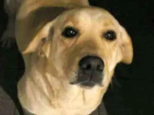 Cachorro raça Labrador  idade 3 anos nome Molly
