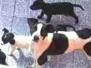 Cachorro raça Não definida idade 2 a 6 meses nome Sem nome