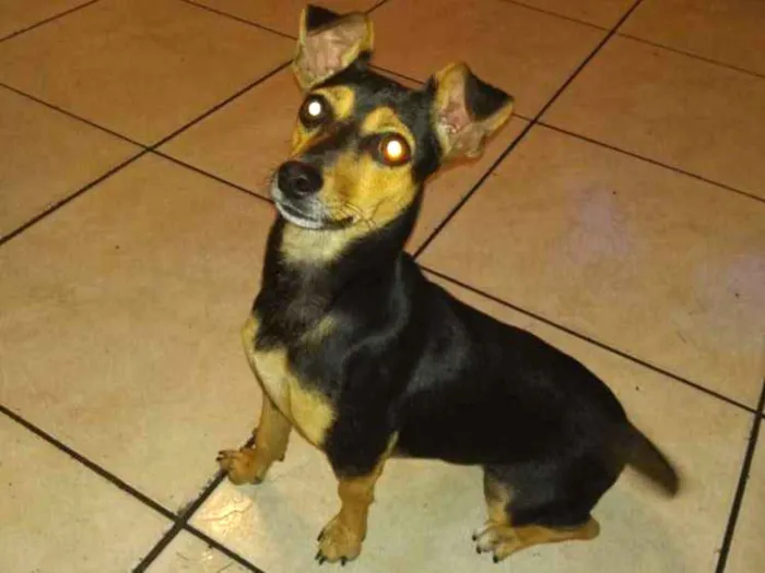 Cachorro ra a Vira lata com Pincher idade 1 ano nome Frida 