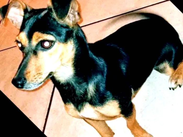 Cachorro ra a Vira lata com Pincher idade 1 ano nome Frida 
