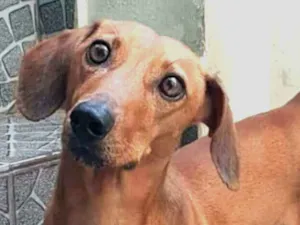 Cachorro raça Daschund  idade 4 anos nome Pingo 