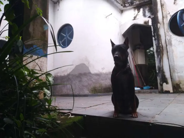 Cachorro ra a Sem raça (estilo cão policial) idade  nome Bidu